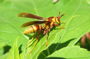 Tropical wasp on green leaves in Florida nature, closeup