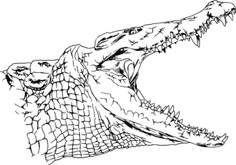 a large crocodile with an open mouth attacks, drawn in ink by hand