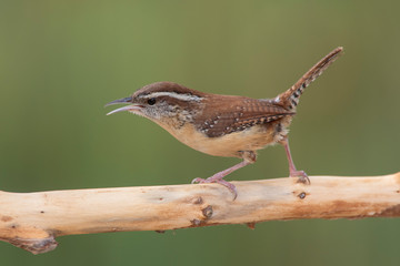 Carolina wren perched on a branch in a backyard home feeder