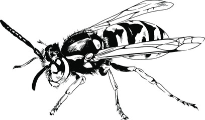 large striped wasp with a sting hand-drawn ink sketch