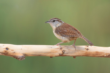 Carolina wren perched on a branch in a backyard home feeder