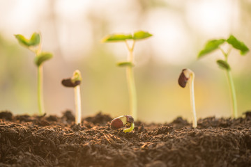 plant growing in morning light green nature bokeh background, new life, business financial progress cultivation. agriculture, horticulture. plant growth evolution from seed to sapling, ecology concept