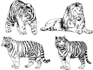 a set of vector drawings of various predators , tigers and lions, drawn in ink by hand, realistic for the logo