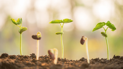 plant growing in morning light green nature bokeh background, new life, business financial progress cultivation. agriculture, horticulture. plant growth evolution from seed to sapling, ecology concept