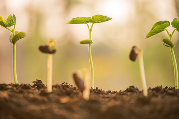 plant growing in morning light green nature bokeh background, new life, business financial progress cultivation. agriculture, horticulture. plant growth evolution from seed to sapling, ecology concept