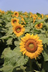 field of sunflowers