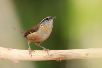 Carolina wren perched on a branch in a backyard home feeder