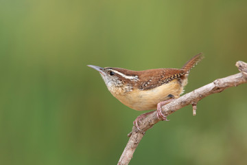Carolina wren perched on a branch in a backyard home feeder