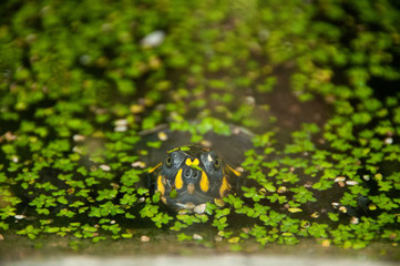 Green turtle submerged underwater full of plants looking at the camera