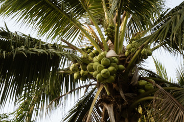 Coconut Tree