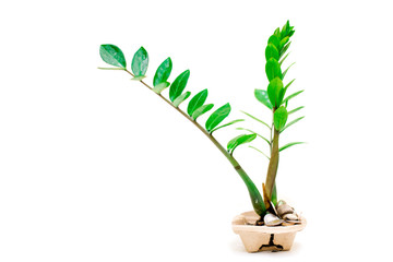 Zamioculcas Zamiifolia (AKA: ZZ PLANT)