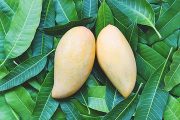 Mango fresh on mango leaves from tree tropical summer fruit concept - Sweet ripe mangos yellow