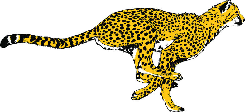 running Cheetah drawn in ink by hand on a white background