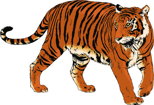tiger drawn with ink of a predator tattoo logo