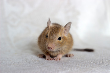 Squirrel degu sits on a beige background in full-face. The color is sand.
