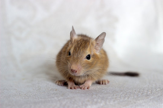 Squirrel degu sits on a beige background in full-face. The color is sand.