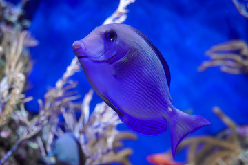 Sea life, colorful sea fish swimming in a clear glass water tank with coral or water plant in the background