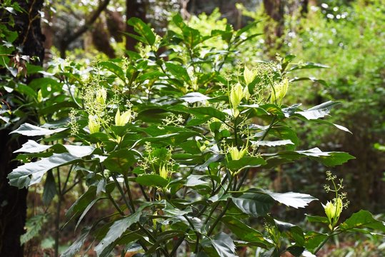 Japanese aucuba flowers / Japanese aucuba has four petals of reddish brown in spring.