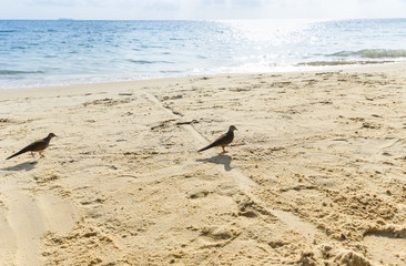 Birds on the beach sea - bird walking on sand at summer