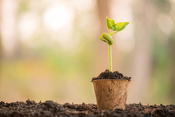 agronomist holding seedlings in peat pots. female hands touching the plants for planting tree. the spring planting. early seedlings grown from seeds. agriculture. earth day, ecology concept..