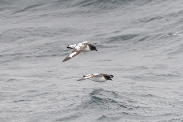 Fototapeta na wymiar Cape Petrel flying in the Southern Ocean