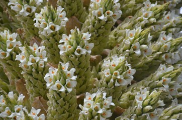 flowering Puya raimondi an ancient plant in Peru