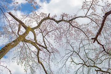 京都御苑の桜