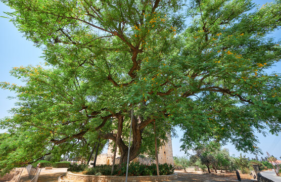 The rosewood Tipuana tipu tree growing by the Kolossi castle.  Kolossi. Limassol District. Cyprus