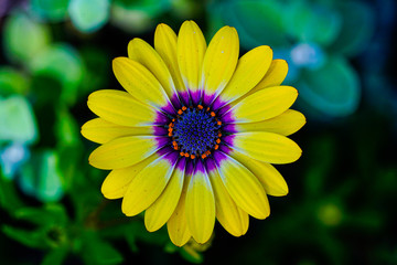 Bright Yellow Flower