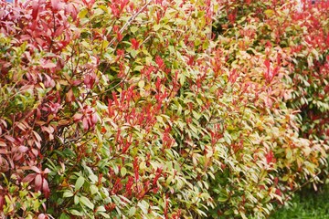 The reason why the young leaves of Red robin are red is that red pigment called Anthocyanin...