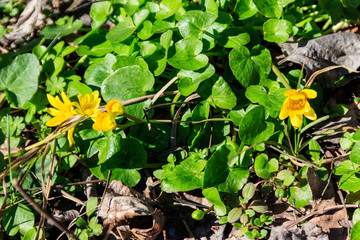 Yellow buttercups on the meadow