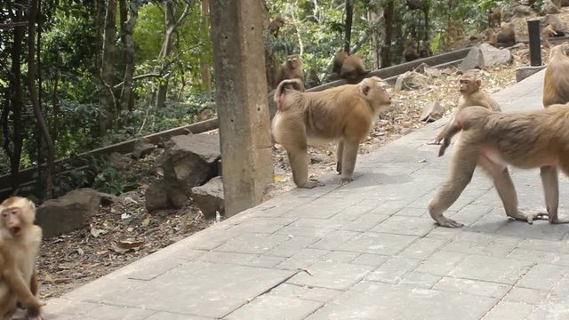 Northern pig-tailed macaque (Macaca leonina) species of primate from Thailand, pack of monkeys in the city