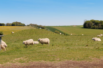 Landscape of Spring with the sheeps, green meadow and blue sky on a sunny day near the Stonehenge, United Kingdom