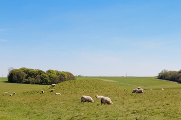 Landscape of Spring with the sheeps, green meadow and blue sky on a sunny day near the Stonehenge, United Kingdom