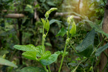 The leaves of yard long beans.