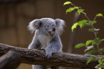 コアラ