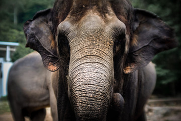 Fototapeta premium Close up of Beautiful image of big wild Elephants in Thailand.