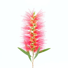 red flower bloom close up on white background