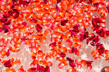 Red rose flower on water in bathtub decoration interior