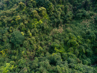 Fototapeta na wymiar Aerial view of tropical forest in spring