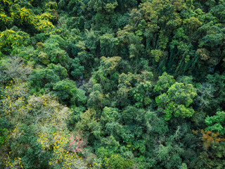 Aerial view of tropical forest in spring