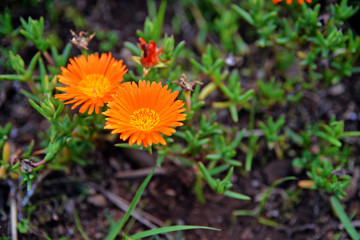 yellow flower in the grass