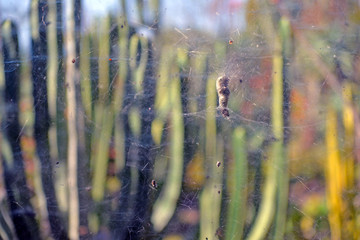 cocoon cobweb macro nature wildlife