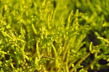 green grass background