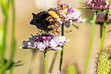 Brown butterfly on a lilac flower Scabiosa Columbaria taking from her under the sun