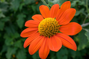 orange flower