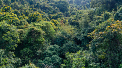 Fototapeta na wymiar Aerial view of tropical forest in spring