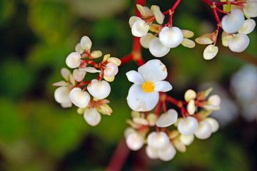 white flowers of a tree
