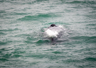 Obraz premium Humpback whales in the sea near Husavik Iceland