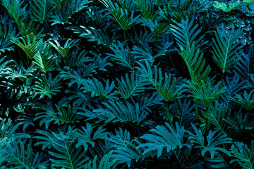 Fototapeta na wymiar abstract green leaf texture, dark blue tone nature background, tropical leaf